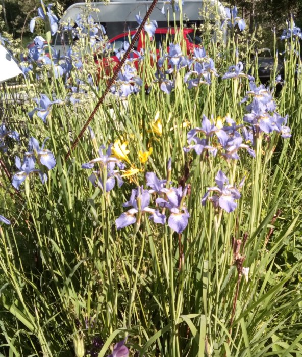 Lila irisar och gula fingerborgsblommor tränger fram bland gröna växter på en solig uteplats.