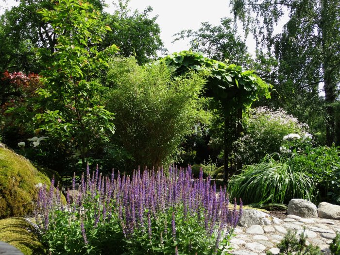 Trädgård med frodig grönska och blommande lila stäppsalvia i förgrunden bredvid en stenlagd stig.