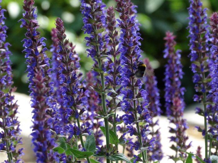 Blommande lila stäppsalvia med en humla pollinerar en av blommorna.