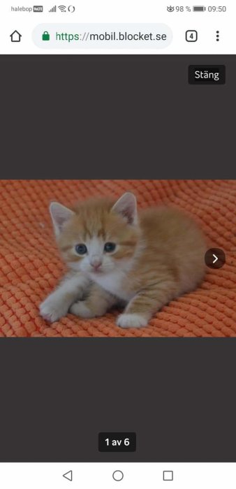 En orangevit kattunge som ligger på en orange matta och ser in i kameran.