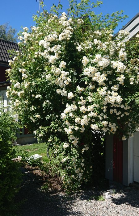 Honungsros och Schersmin i full blom framför ett hus, blommorna 10 dagar senare än vanligt.