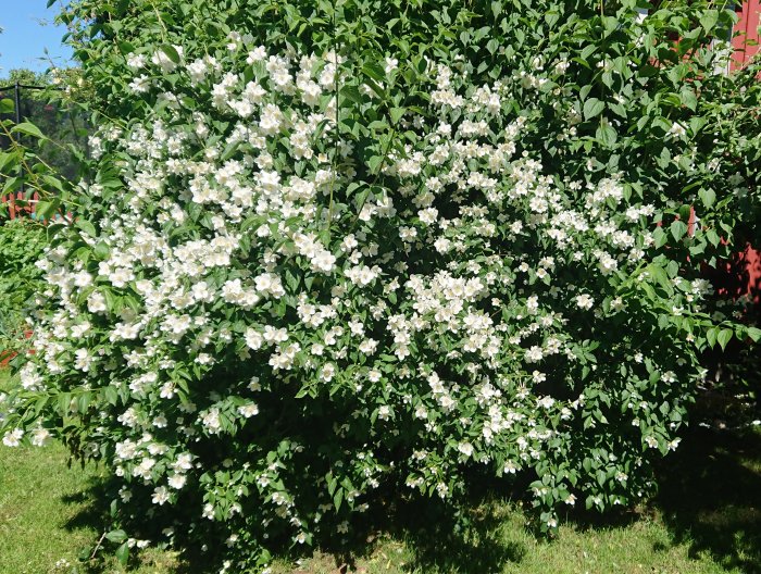 Blommande honungsros och schersmin i en trädgård, blommor i fokus med grönt bladverk.