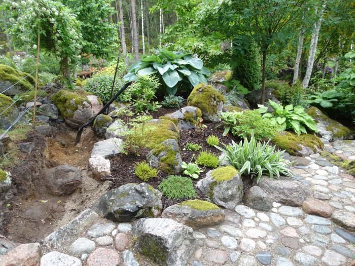 Nygrävd grop omgiven av stenar och ny plantering i en trädgård, med staket och skog i bakgrunden.