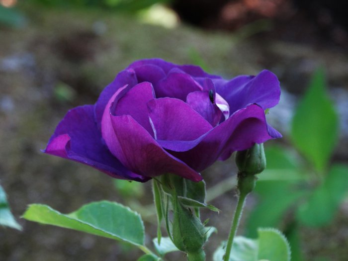 Nyligen planterad 'Rhapsody in Blue'-ros med lila färgtoner och synliga löss på blad och stjälk.