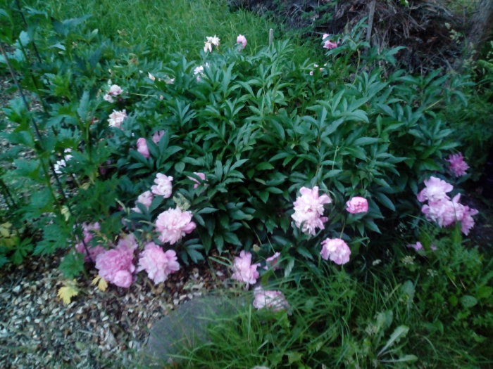 En blommande luktpionbuske med rosaskimrande blommor, omringad av gröna växter och riddarsporrar.