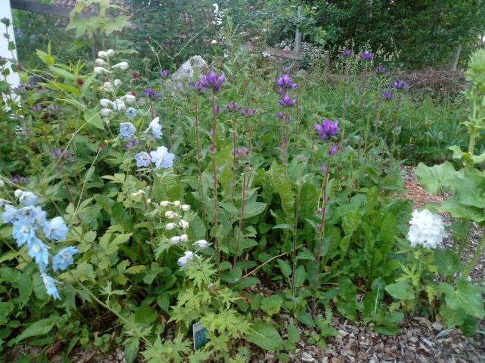 En trädgårdsrabatt med vissnande luktpion, blommande toppklocka och två riddarsporrar.