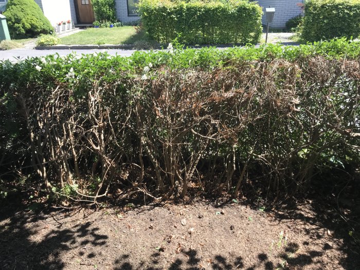 En delvis död ligusterhäck med gröna blad på ovansidan och avklippta grenar nedtill efter borttagning av cypresser.