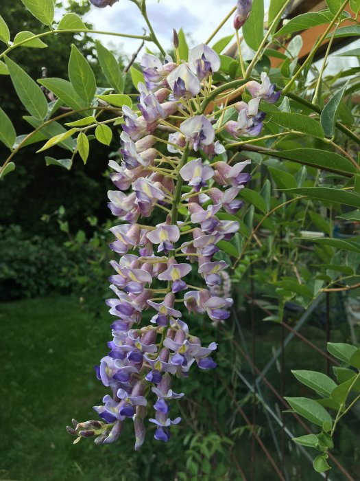 Amerikanskt blåregn 'Amethyst Falls' med lila blommor och gröna blad mot en suddig grön bakgrund.