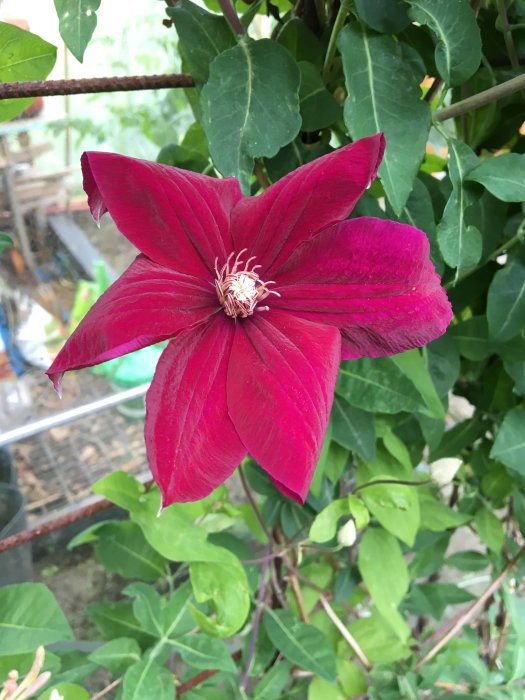 Senblommande Clematis 'Rouge Cardinal' med vinröda blad och vit mitt, klättrande i grönska.