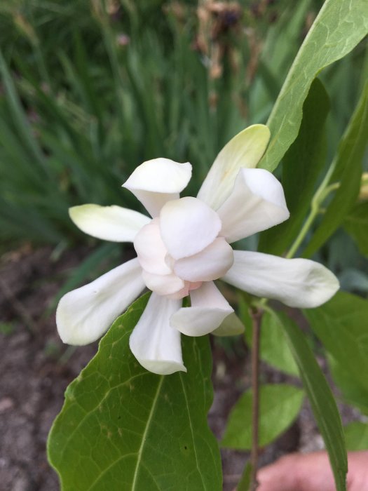 Närbild av blomman xSinocalycalycanthus ’Venus’ med vit krona och vinröd mitt mot suddig grön bakgrund.