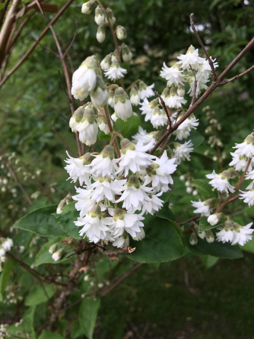 Praktdeutzia (Deutzia x magnifica) i blom med vita fyllda blommor och knoppar mot grönt lövverk.