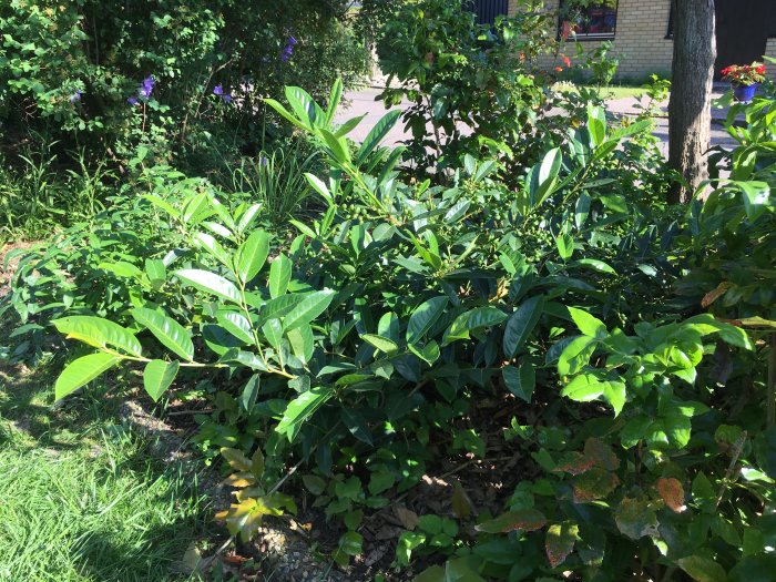 Yvig prunus laurocerasus 'Otto Luyken' buske i trädgård som behöver beskäras.