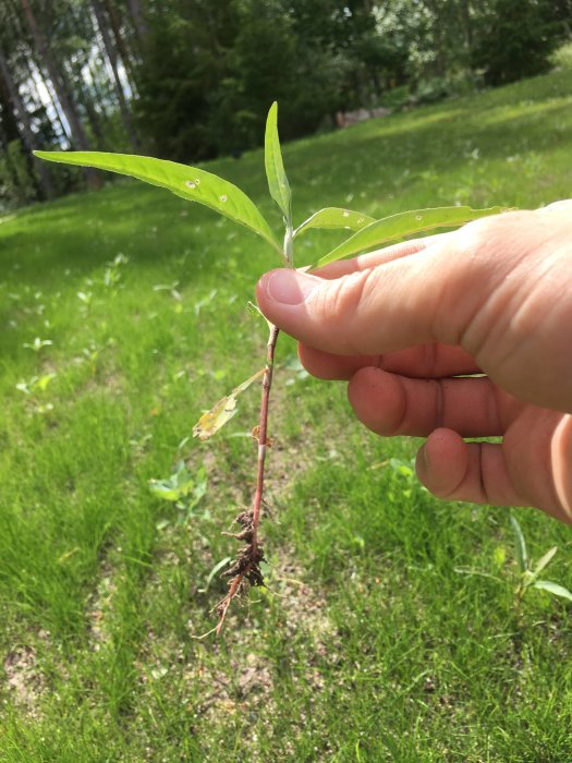 Hand håller upp ett ogräs med rötter framför nyutsprunget gräs och skogsbakgrund.