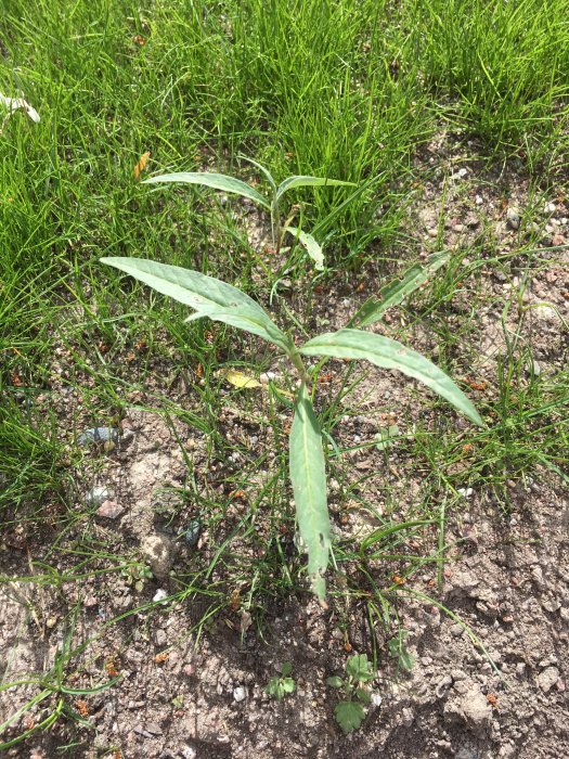 Nyutsprungen gräsmatta med en större främmande växt med långa blad som sticker ut.