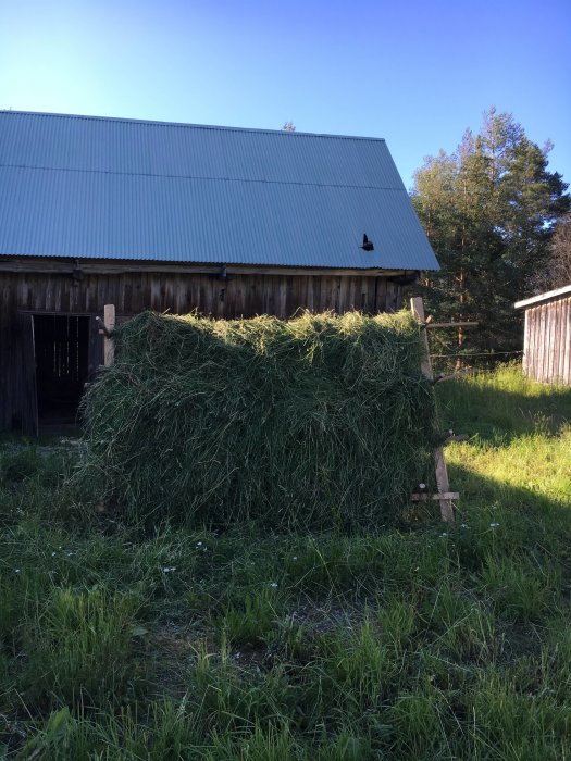 Nyklippt gräsmatta med en traditionell hässja fylld med hö framför en ladugård.