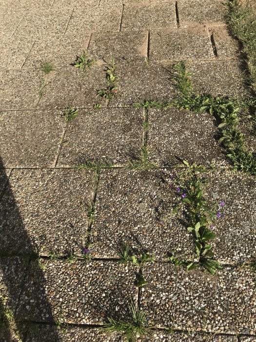 Ogräs som växer mellan sjöstensplattor på en uteplats.