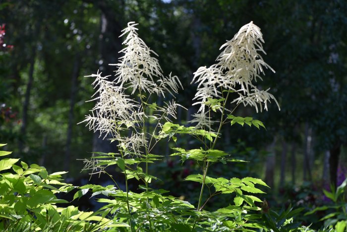 Aruncus dioicus plymspirea i närbild med frodig gröna blad och vita blomställningar i soligt trädgårdsljus.