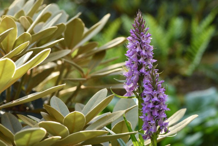 Lila Dactylorhiza orkidé i förgrunden med otydlig grön bakgrund.