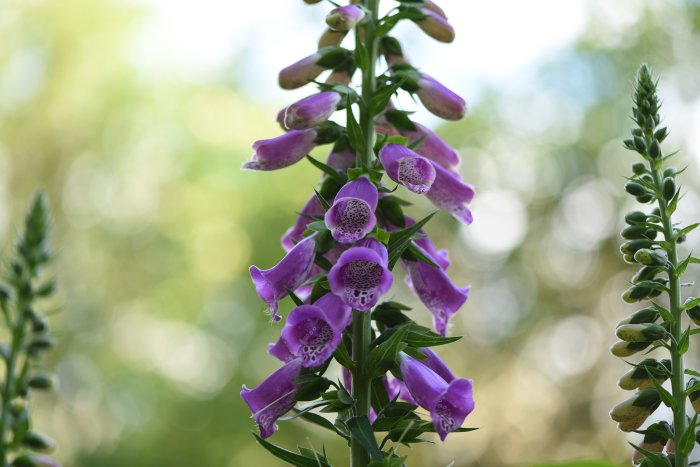 Närbild av lila fingerborgsblommor (Digitalis purpurea) med fokus på mönstrade blomkronor.