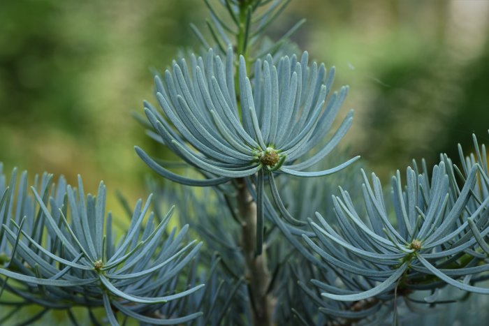 Blåaktiga barr från 'Abies concolor Compressa', en häxkvast av coloradogran.