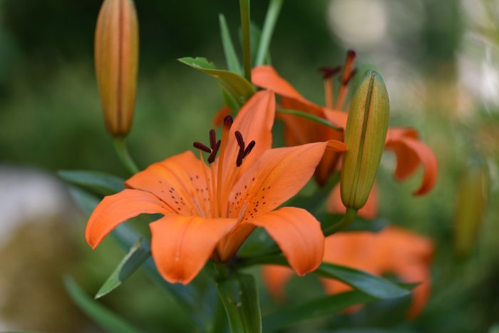 Närbild av en orange lilja med öppna kronblad och synliga ståndare, omgifven av knoppar och bladverk.