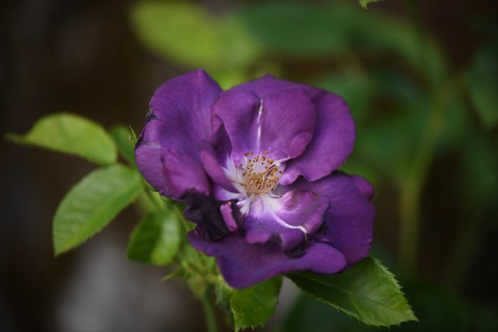 Närbild av en nästan överblommad lila ros 'Rhapsody in Blue' mot suddig grön bakgrund.