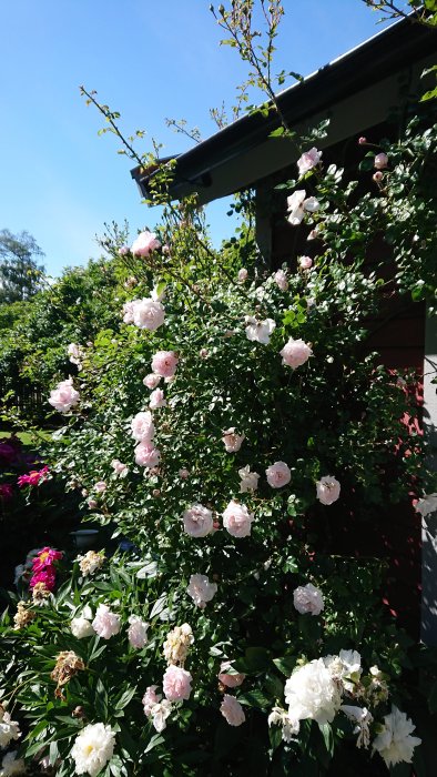 Ljusrosa klätterrosor och vita pioner i full blom framför en husvägg under en klarblå himmel.