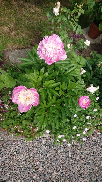 Ljusrosa pioner i blom tillsammans med några vitrosa rosor och marktäckande växter på en grusig yta.