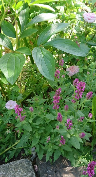 Trädgårdsbild med rosa och mörkrosa blommor inklusive rosor och stäppsalvia bland gröna blad och stenar.