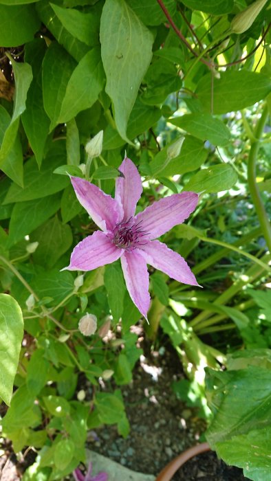 Rosa klematisblomma med skira kronblad och prominenta ståndare, omgiven av gröna blad.