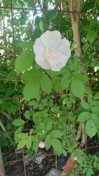 Ljusrosa klätterros i blom mot nätstaket med gröna blad och knoppar i trädgårdsmiljö.