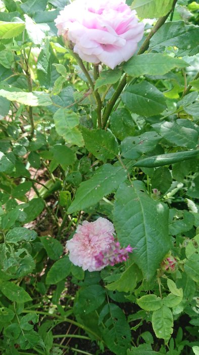 Ljusrosa ros i blom med skadade blad, och närbild av rosa pion i undervegetationen.