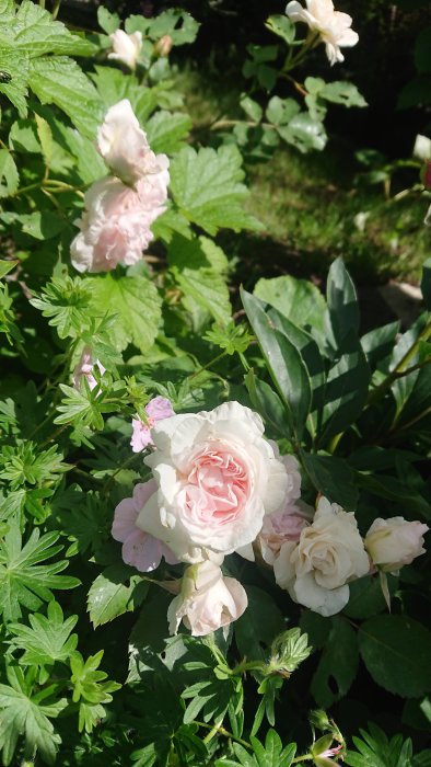 Ljust rosa blommande rosor med gröna blad i en solig trädgård.