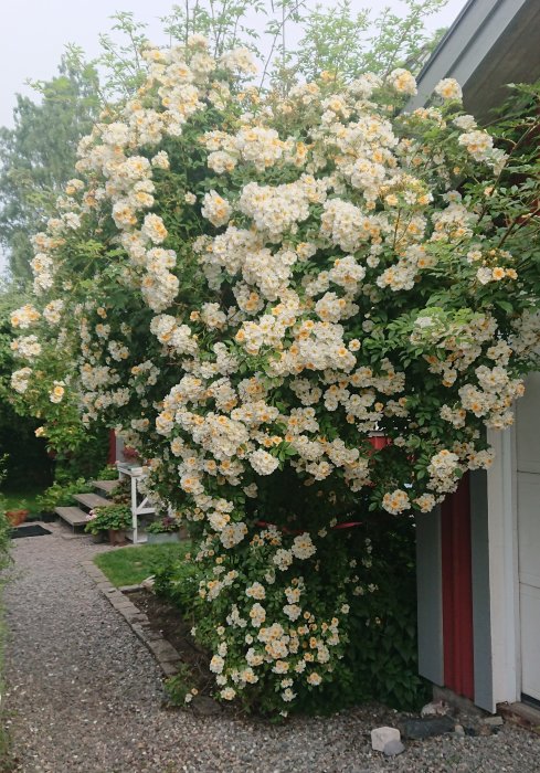 Lush klätterros 'Venusta Pendula' breder ut sig med många små vita blommor vid en husvägg.