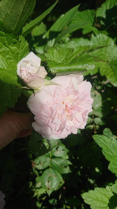 Ljusrosa ros i blom omgiven av gröna blad, en knopp intill, bladen något ätna.