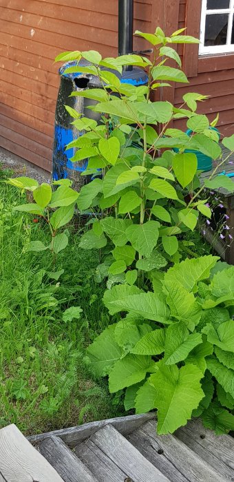Lush green bush suspected to be Japanese knotweed (parkslide) next to a wooden bench and house.