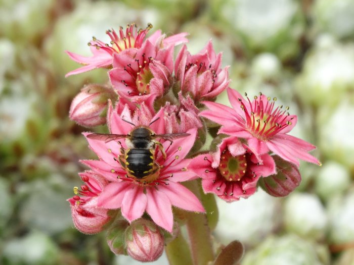 Ett storullbi på rosa taklökblommor, samlar växthår för larvceller.