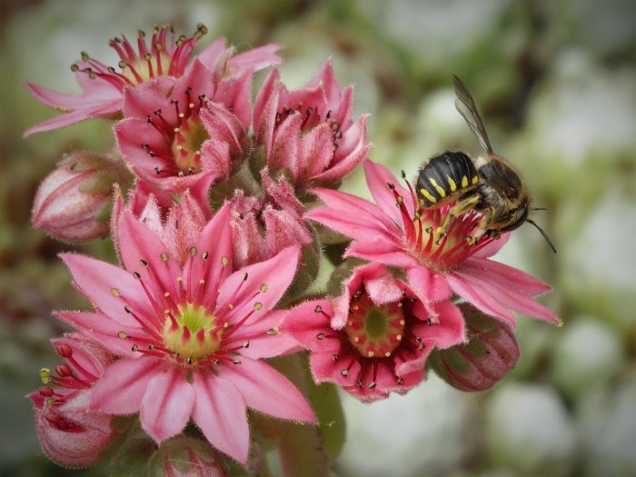 Storullbi på en blommande rosa taklök, pollinering och insamling av växthår.