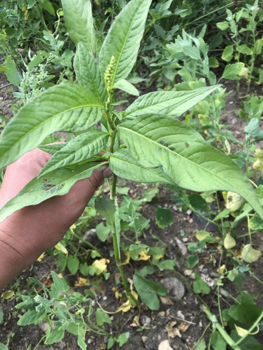 Hand håller en grön växt med långa blad och liten blomställning, eventuell parkslide, i en trädgård.