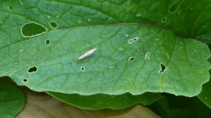 Hallonblad med hål och skador, eventuellt orsakade av skadeinsekter med en liten vit larv.
