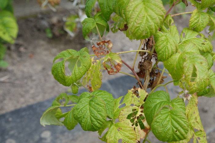 Hallonplant med skadade blad och tecken på sjukdom eller skadeinsekt, omplanterade i maj.