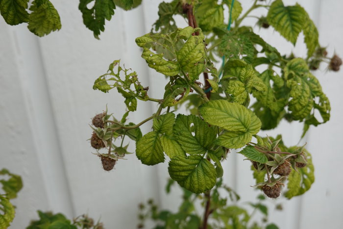 Hallonbuske med skadade blad och mogna bär mot vit bakgrund.