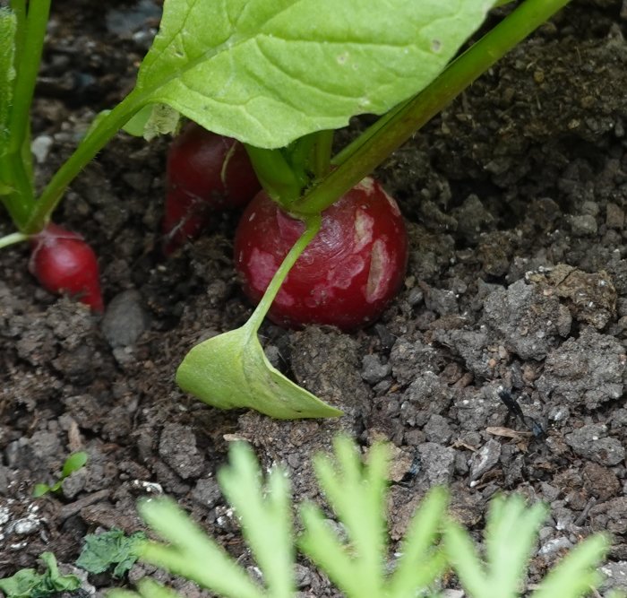 Omogna rädisor som sticker upp från mörk jord med gröna blad och lite ogräs runtomkring.
