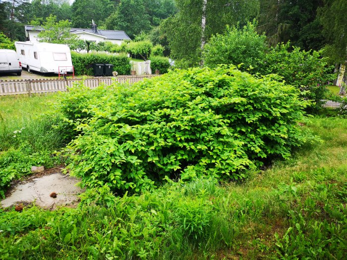 Stor buske ca 2.3m hög och 7m i diameter i en trädgård, flera meter från att nå förra årets höjd.