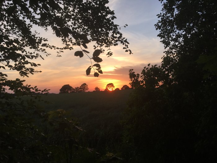 Solnedgång med silhuetter av träd och bladverk mot en färgglad himmel den 25 juni 2019.