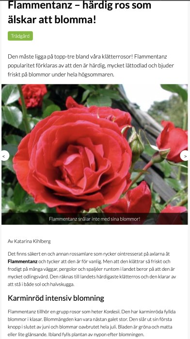 Närbild av en blommande Flammentanz-ros med djuprött, fylligt blomhuvud mot suddig grönskig bakgrund.