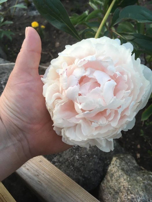 Hand håller en stor vit pion med rosa inslag, bakgrunden suddig med trädgård.