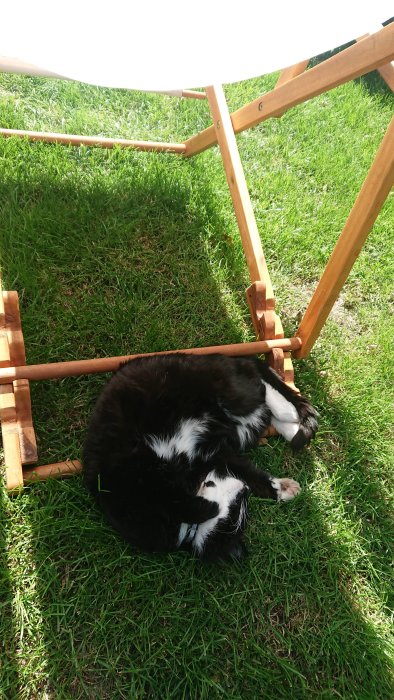 Svartvit katt som ligger bekvämt i skuggan under en träsolstol på grönt gräs.