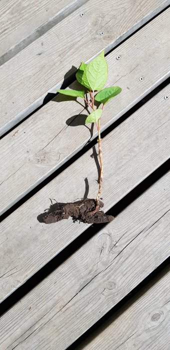 Uppgrävd planta med rot på trätrall i solljus.