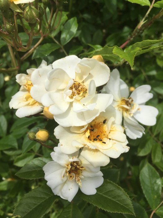 Blommande honungsros med vita blommor och knoppar omgivna av gröna blad.